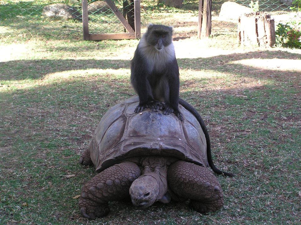 sirmusaley's tweet photo. #UnityForKenya Kenyans, what is it that Animals have beyond us humans that we can't stay at unity.I just like the togetherness they have. https://t.co/Ipu0zQKzMu