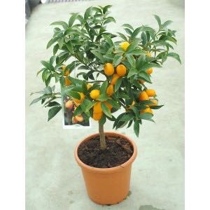 DanyRetamal_'s tweet photo. Si alguno de mis seguidores de Twitter sabe dónde puedo lograr conseguir un naranjito enano o como el de La foto me serían de gran ayuda . https://t.co/gn5qmEo2Rs