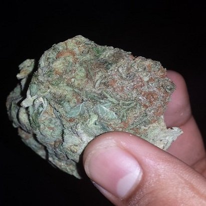 GiggleSmoke14's tweet photo. The types of " #weed " I find in my suppliers yard #StPete lemme know what I can do 👺

#WhereTheParties #StayGreenMyFriends #GiggleSmoke https://t.co/YnWb8TEvrN