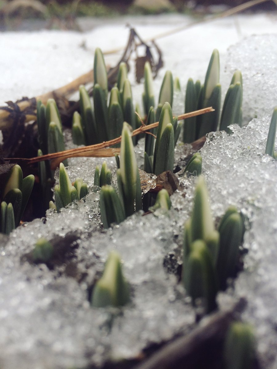 The #snowdrops are living up to their namesake this year! ❄️🌱#springiscoming #okanagan #garden #gardening #green #spring #penticton #yay