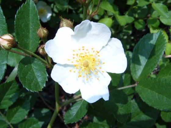 찔레꽃의 효능    |   건강정보
작성자  ￼ 고봉희 
ksjesus75@naver.com2017-02-22 07:26:28
추천 3