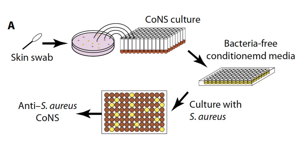 EricTopol's tweet image. Atopic dermatitis: using one's skin #microbiome to individualize Rx stm.sciencemag.org/content/9/378/…
translated here theatlantic.com/science/archiv…