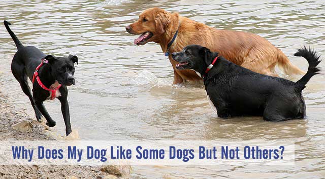 ChasingDogTales's tweet photo. Does your dog like some dogs, but not others? Find out why! https://t.co/K3iKcyPCwY #dogs #bff #puppies https://t.co/FIv47hxUFM