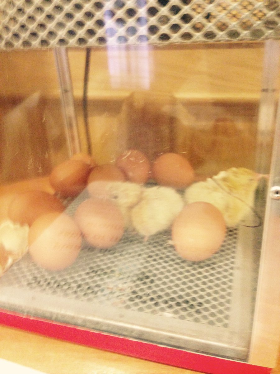 KirkbrideDebbie's tweet photo. @HallmarkCare today at Maycroft Manor centre of attention- chicks hatching #too cute https://t.co/kIttLvznt5