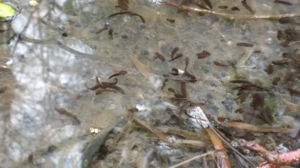 ndevonwildwatch's tweet photo. Tadpoles are growing, ready to hatch. @hakefordwoods @BBCSpringwatch @BBCWinterwatch @froglifers @DevonWildlife @explorethecoast https://t.co/gzP89REzry