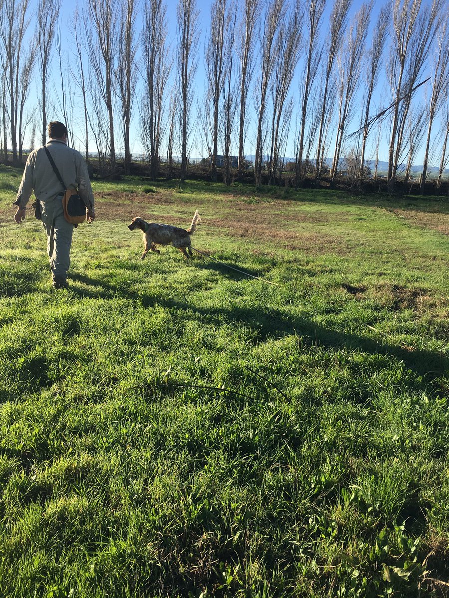 wicked_setters's tweet photo. @MollyMiller951 #thatmomentwhen you let go of the check cord and just watch your puppy take off... #readytojam https://t.co/cIg54Ji6j7