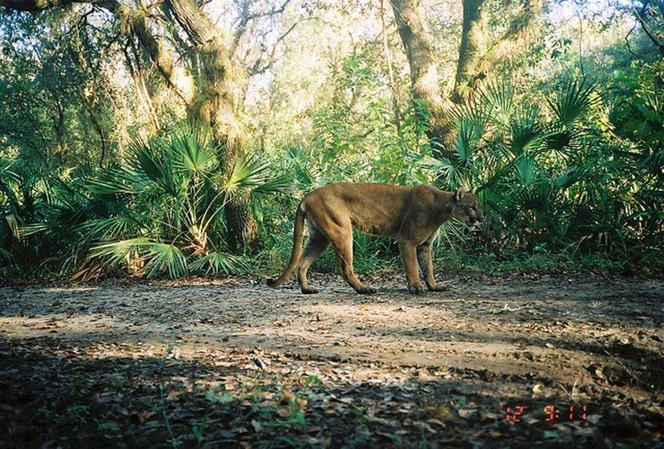 MiamiHerald's tweet photo. This Florida predator is making a comeback https://t.co/7EwtbY3ajs https://t.co/So38c2VwLM