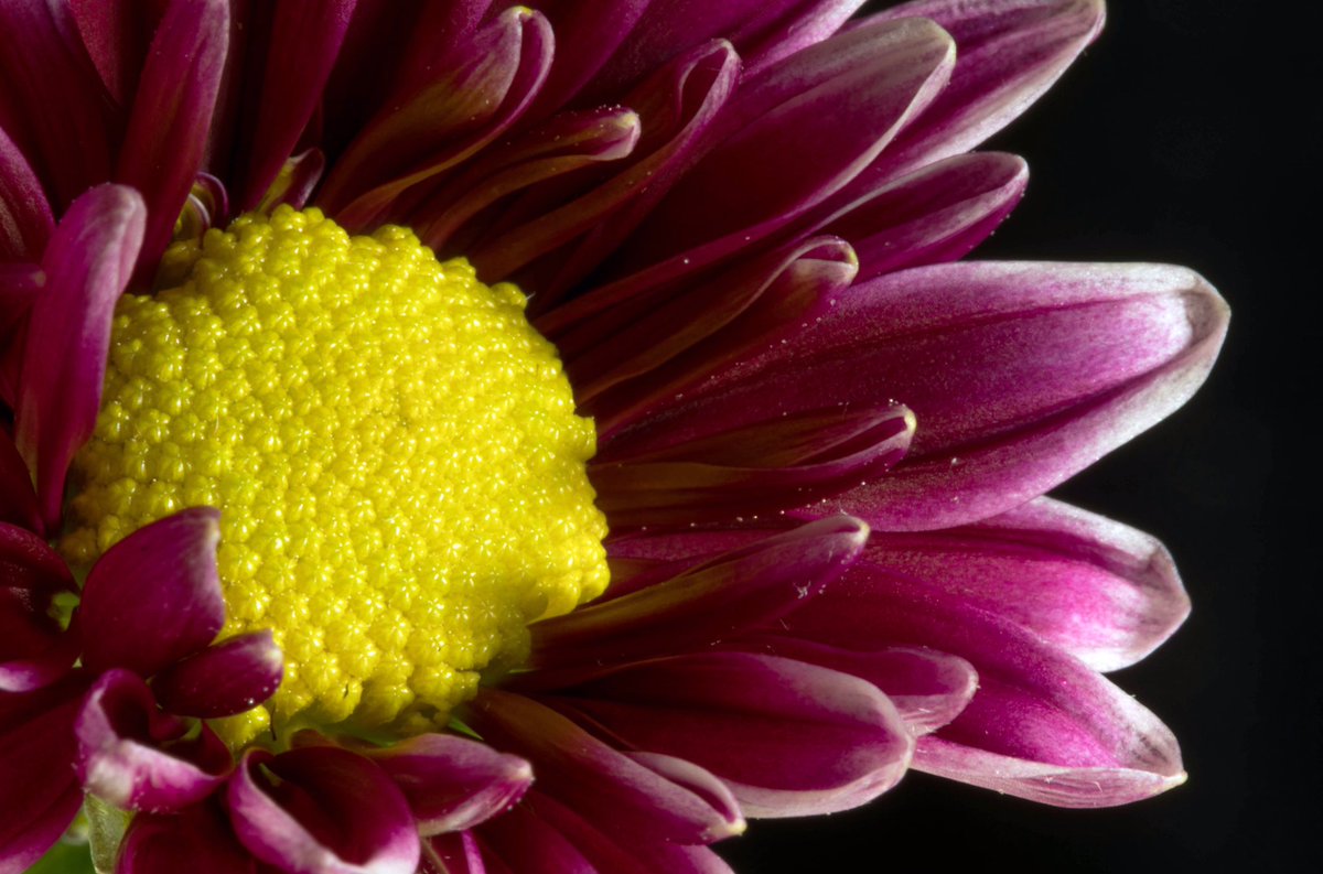 RoxStonePhoto's tweet photo. Mini Daisy. #Canon 5D Mark IV, 100mm, f/32, 13 sec, ISO 100 RSP© #flowers #photography #macro https://t.co/V4wr7DvNfW