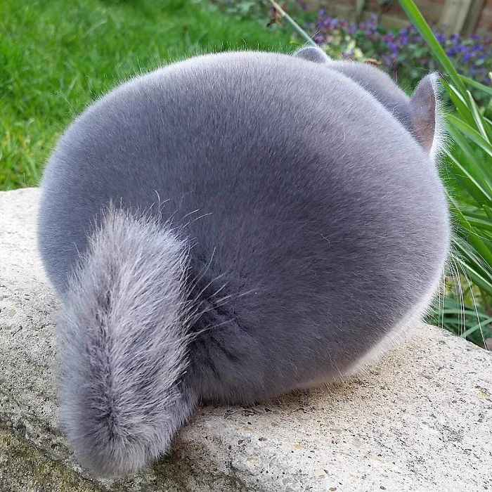 So cute!!! まんまる、ふわふわのチンチラが可愛すぎる・・・！