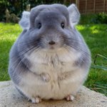 そんな捨て方しなくてもw一度持った餌が気にくわなかったのか投げ捨てるチンチラw 話題の画像プラス そんな捨て方しなくてもw一度持った餌が気にくわなかったのか投げ捨てるチンチラw 話題の画像プラス