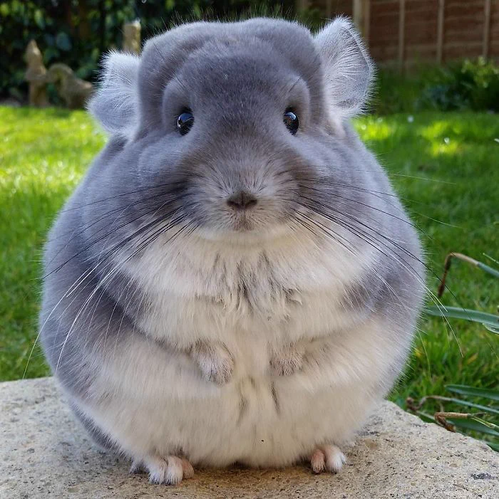 So cute!!! まんまる、ふわふわのチンチラが可愛すぎる・・・！