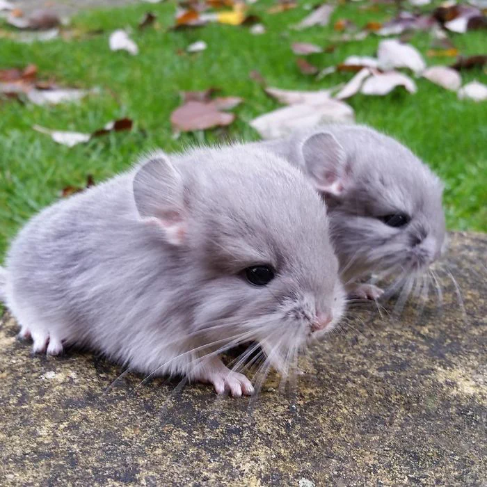 So cute!!! まんまる、ふわふわのチンチラが可愛すぎる・・・！