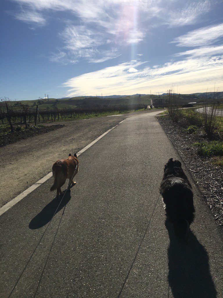 sonjarae2065's tweet photo. #NationalWalkYourDogDay #luvmygigigirl #luvmytaz #rescuedogsrock https://t.co/CKACKkOvsu