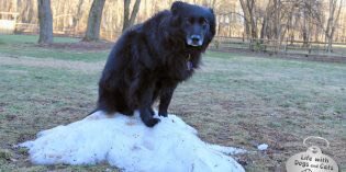 Are your pets ready and excited for more snow to come?? (I know we're not)