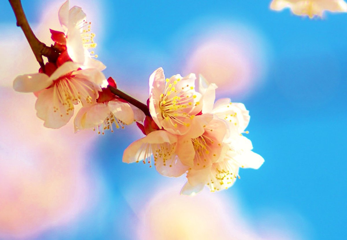 花 A Twitter 2月23日の花 アンズ 花言葉 誘惑 バラ科サクラ属 別名 カラモモ 桃唐 英名 アプリコット 渡来 奈良時代 原産地 中国 梅 李 アーモンドの近縁種 室生犀星 石川県金沢の詩人 小説家 明治22年 昭和37年 杏 あまさうな 人は睡