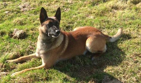 NwpPawsonpatrol's tweet photo. Well done PD Enzo and handler for locating a wanted male earlier today #PawsOnPatrol #PDEnzo https://t.co/m0Px3L24ii