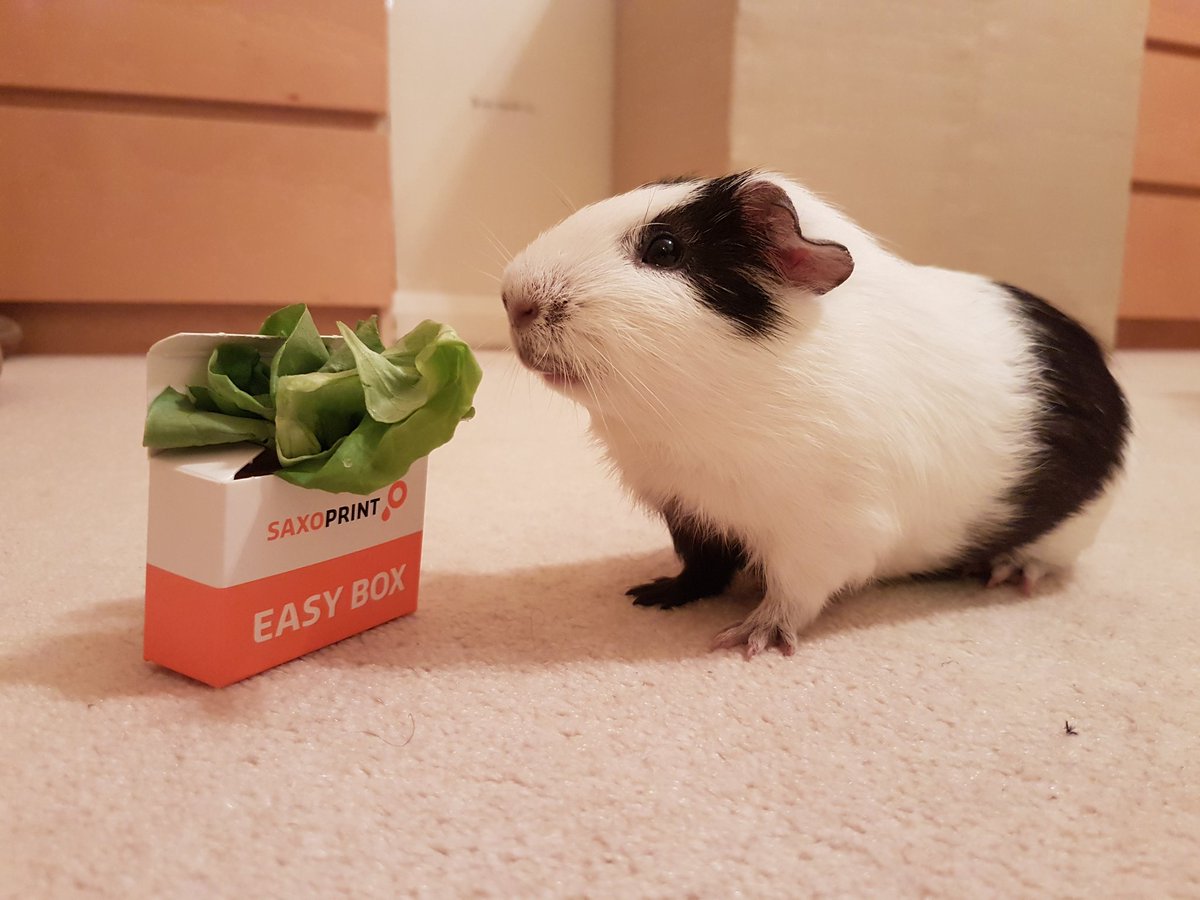 MPITechUK's tweet photo. @PrintChampion or guinea pigs #printchat https://t.co/KNYSGhvbTE