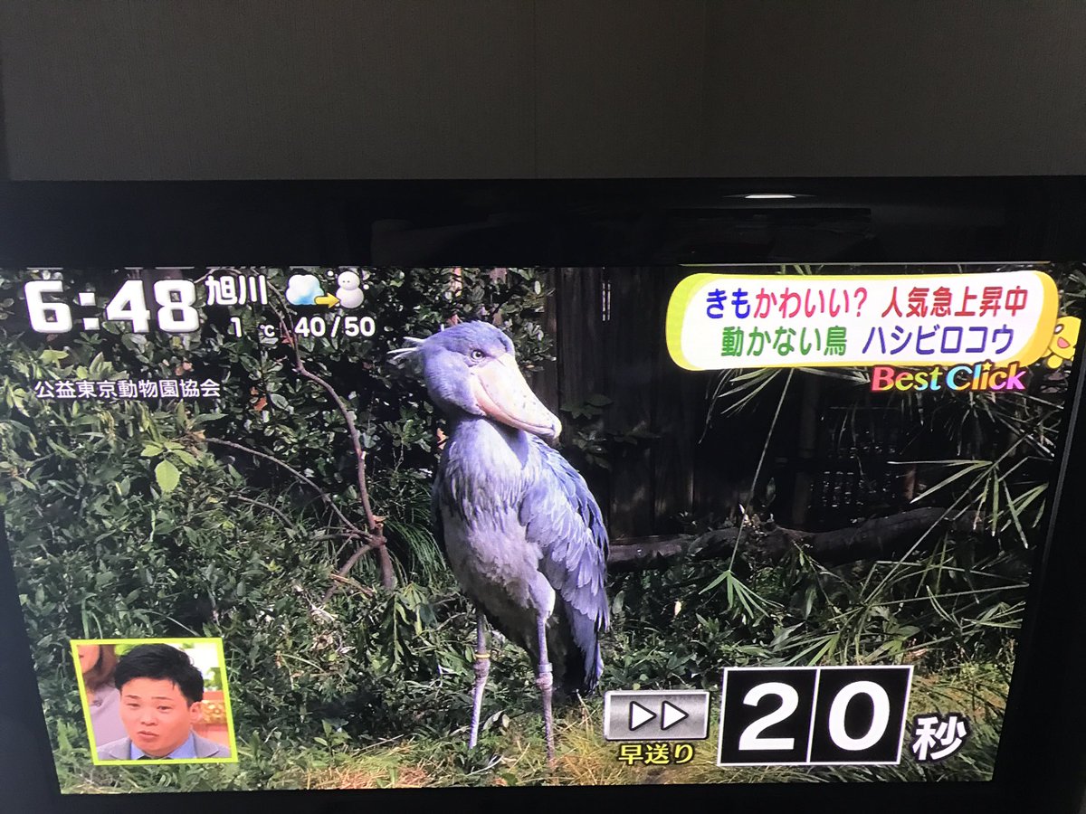 テレビ番組 今ハシビロコウが注目を集めています けものフレンズ が一切紹介されない内容に 大人の都合かな Togetter