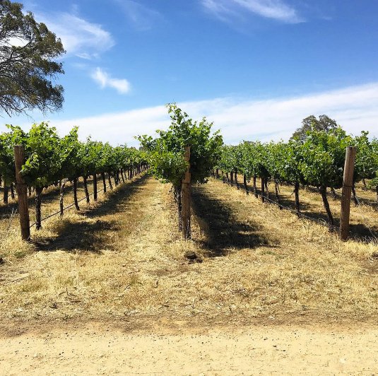 Tomorrow's the BIG day! Don't wait till next year, grab your tickets now. Pic by <a href="/penleyestate/">Penley Estate</a> #cdfadelaide #adelaidecc