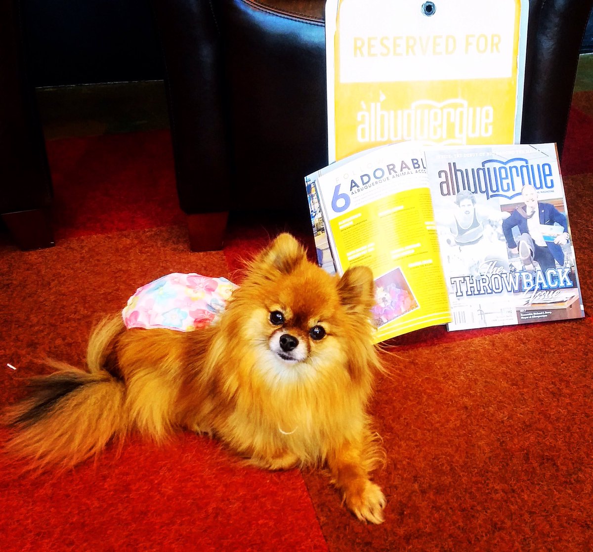 A big bow of thanks to <a href="/abqthemag/">ABQ The Mag</a> for featuring me as one of ABQ's #SocialMedia scions!