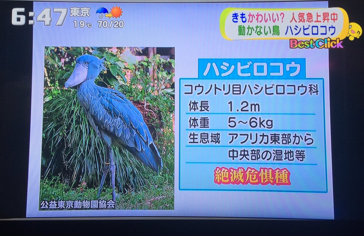 テレビ番組 今ハシビロコウが注目を集めています けものフレンズ が一切紹介されない内容に 大人の都合かな Togetter