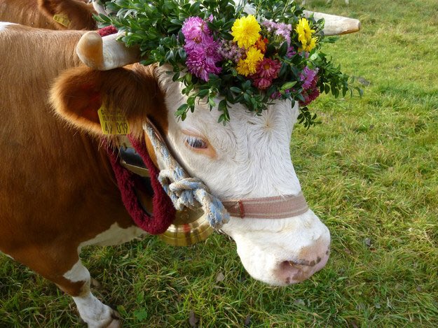 WeRateCows's tweet image. This is Annabelle. Hipster cow that thinks she's too good for you, but flower crown is h*ckin great. 12/10 would take to cow-chella.