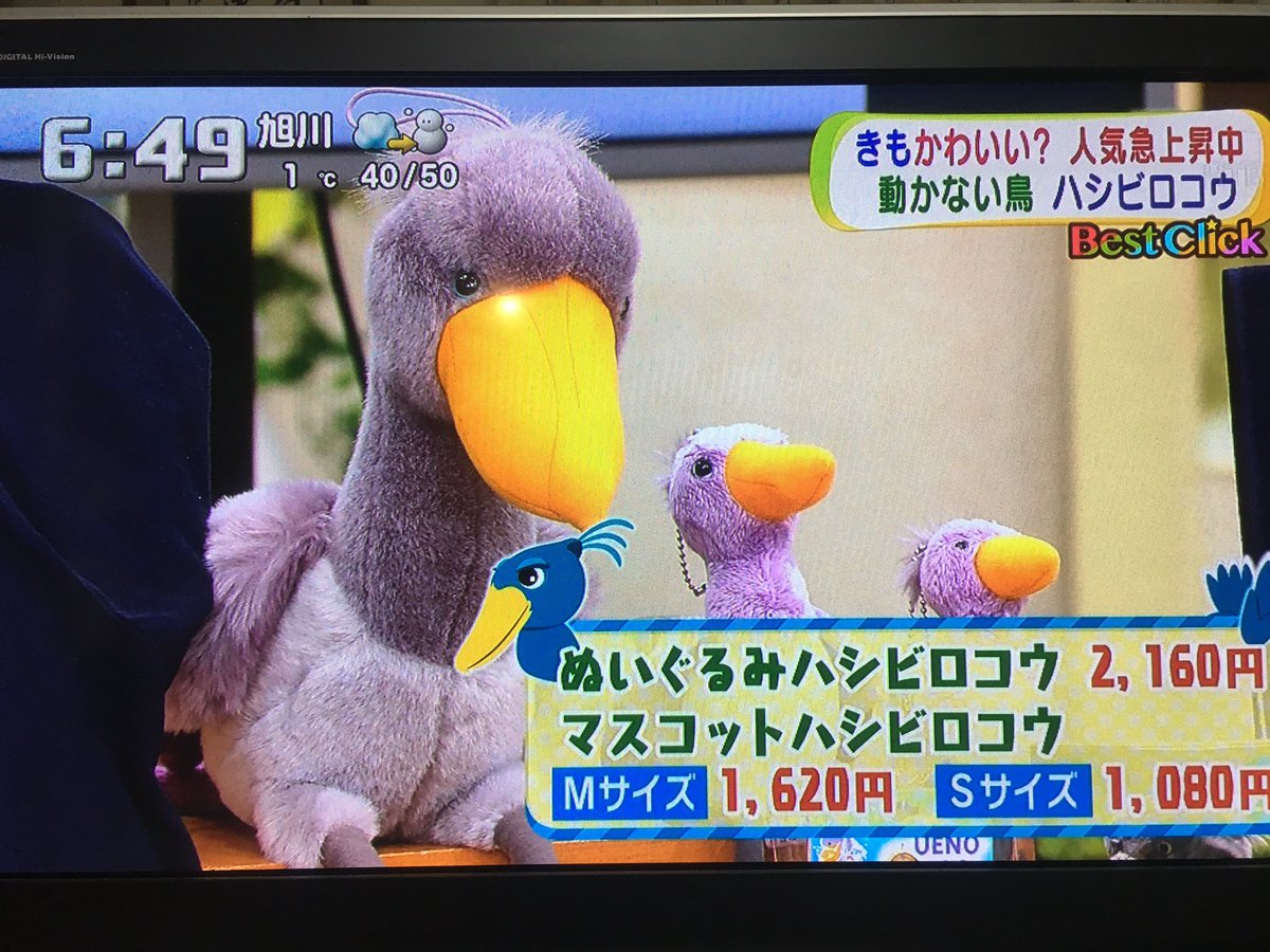 テレビ番組 今ハシビロコウが注目を集めています けものフレンズ が一切紹介されない内容に 大人の都合かな Togetter