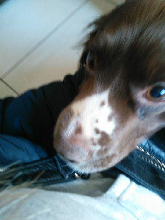 The_Animal_Team's tweet photo. #FOUND #BURY #RECENTLYHADPUPS #NOTCHIPPED https://t.co/QSB4iW7CzY https://t.co/QiDcmLl6TA