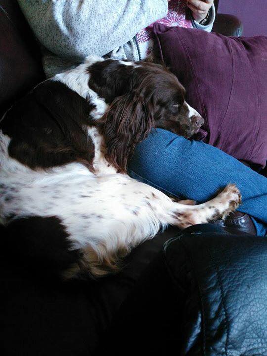 The_Animal_Team's tweet photo. #FOUND #BURY #RECENTLYHADPUPS #NOTCHIPPED https://t.co/QSB4iW7CzY https://t.co/QiDcmLl6TA