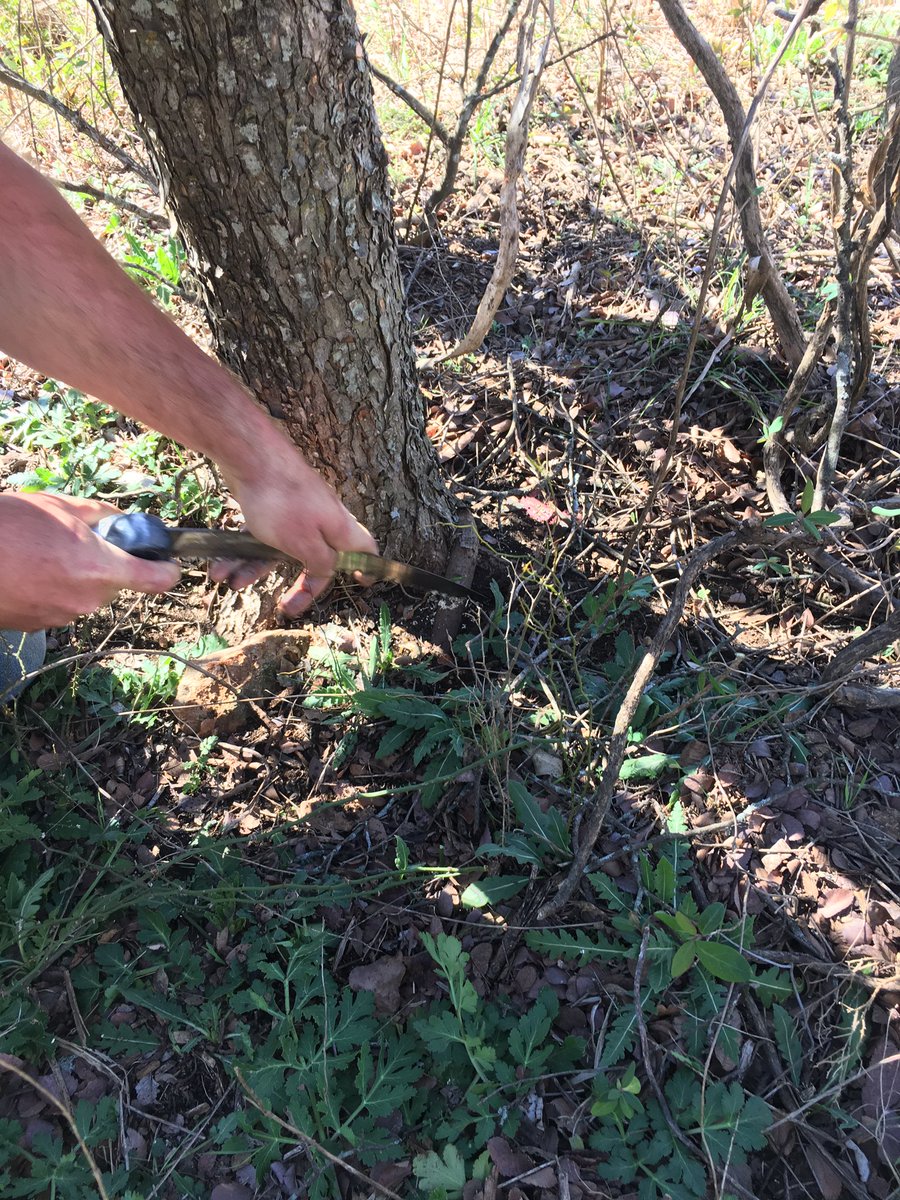 AustinTreeter's tweet image. Brushy Creek MUD training: pruning presentation followed by outdoor demonstrations. #properpruning #art&amp;amp;science.