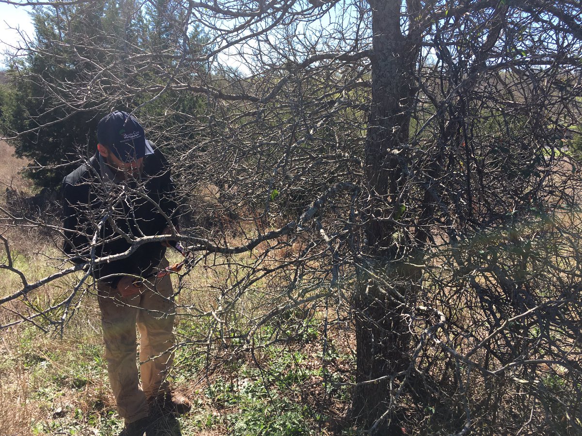 AustinTreeter's tweet image. Brushy Creek MUD training: pruning presentation followed by outdoor demonstrations. #properpruning #art&amp;amp;science.