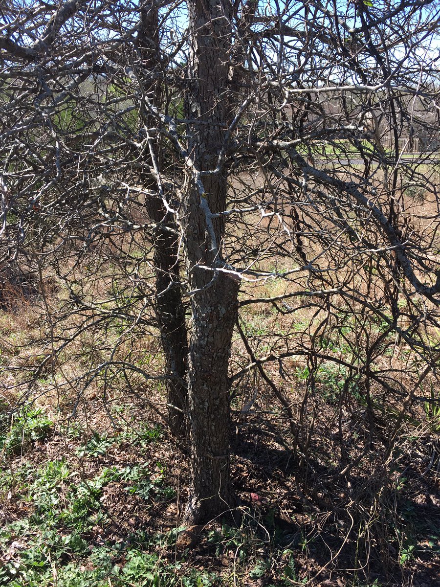 AustinTreeter's tweet image. Brushy Creek MUD training: pruning presentation followed by outdoor demonstrations. #properpruning #art&amp;amp;science.