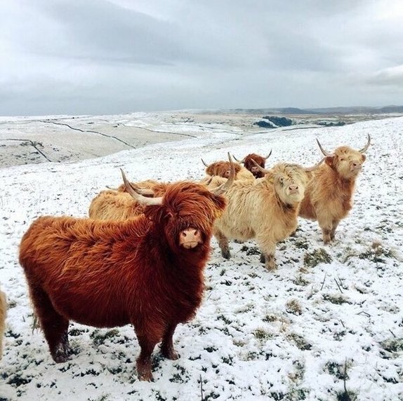 lovelyginger's tweet image. I &amp;lt;3 Reddit:
These cows look like they&apos;re about to drop the hottest indie rock album of the year