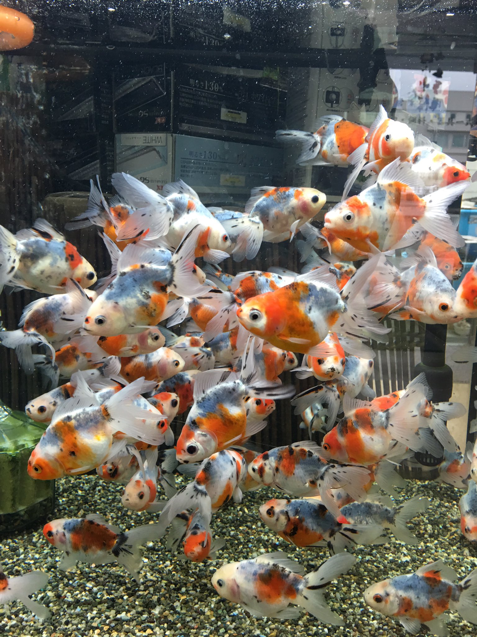 伊藤養魚場 Twitterren おはようございます 今日もいろいろな金魚を販売開始させていただきますよ 是非伊藤養魚場hpをチェックしてみてくださいね コチラは以前に入荷していた金魚ですが店舗内水槽の深見産東錦も今日も元気に泳ぎ回っておりますので撮ってみまし