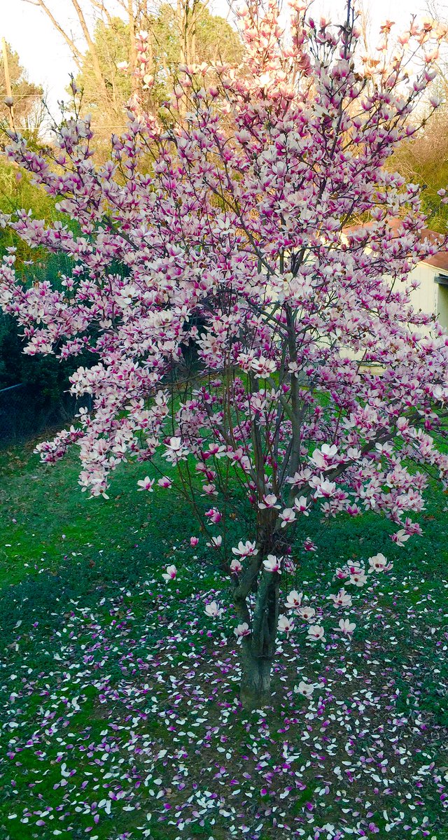2diva's tweet image. #SpringHasSprung early in our Backyard #AlmostSpringTime