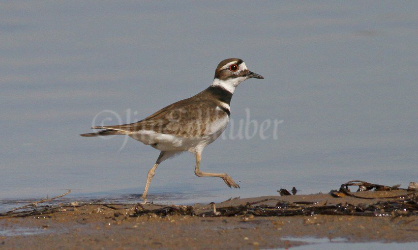Killdeer in the South Kettle Moraine in Waukesha County Wisconsin on February 22, 2017 windowtowildlife.com/killdeer-south…