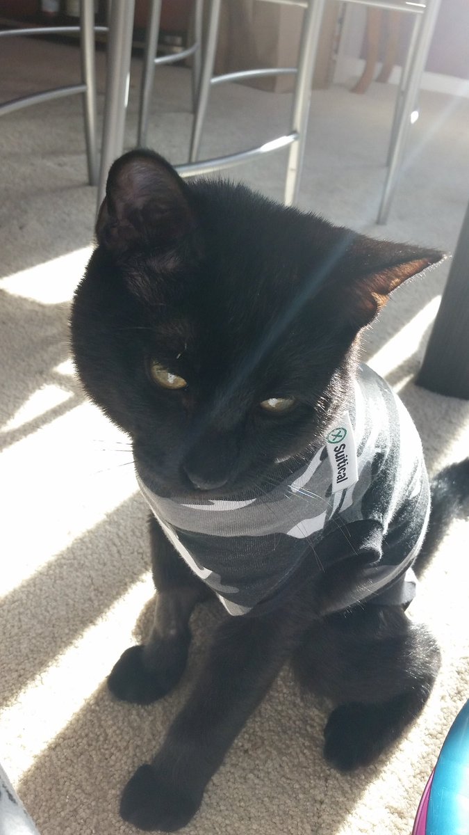 CassieY4's tweet photo. One outrageously fresh kitten coming up...and Lando, continuing to do emo-Aslan in his surgery suit. https://t.co/7Obc0iisfP
