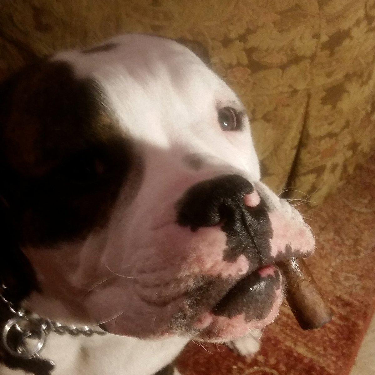castaoutpost's tweet photo. My Bulldogge Odin finishing up his smoke of the day.  Just kidding, that would not be responsible pet ownership now would it? https://t.co/M3mBCb4yYe