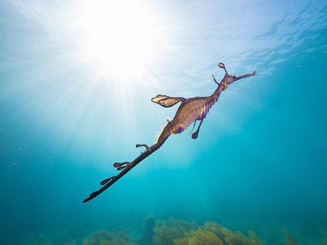 PADI's tweet image. There's so much to love about this weedy sea dragon pic by Jarrod Boord (jarrodboordimages on instagram).  Have you seen one while diving?