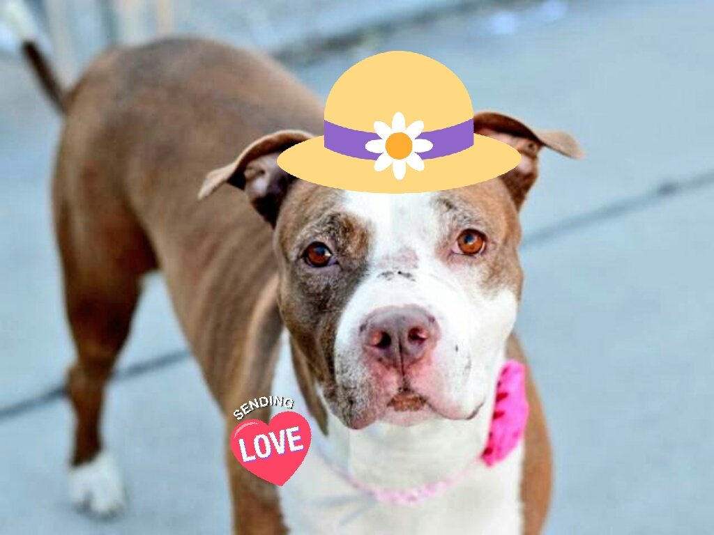gaviota4pets's tweet photo. PENNY
https://t.co/VRDwXT60Wg
KILL LIST
8 Y OLD
FRIENDLY GIRL
GENTLE W/TODDLERS
HELPDOGS@URGENTPODR.ORG https://t.co/J1ibksIWTz