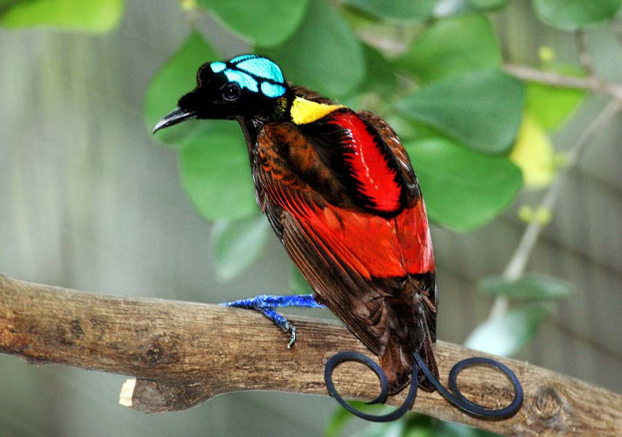 TheLadiesFinger's tweet photo. Check out Garima Gupta's awesome new project on birds of paradise! https://t.co/jYPPJ5CoZb @UneesBees https://t.co/sB9l8a0E0l