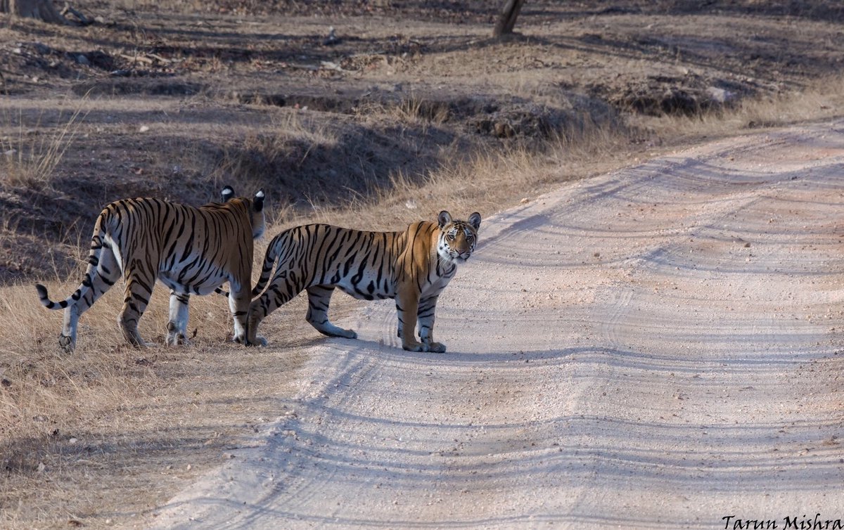 TajSafaris's tweet photo. Experience the thrill of spotting a tiger at #Baghvan. Book your stay and make a memorable acquaintance https://t.co/tBowVHczdb https://t.co/lWsTTRxdPz