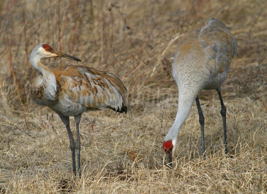 Sandhill Cranes painting themselves in the South Kettle Moraine in Waukesha County… windowtowildlife.com/sandhill-crane…