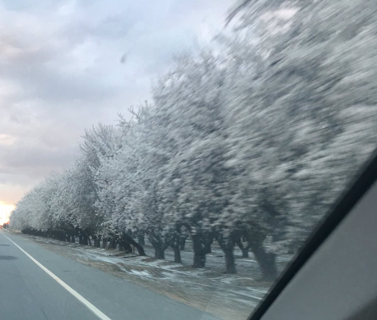 JimmyGGMP's tweet photo. Blossom!! https://t.co/XtIYuyjBBF