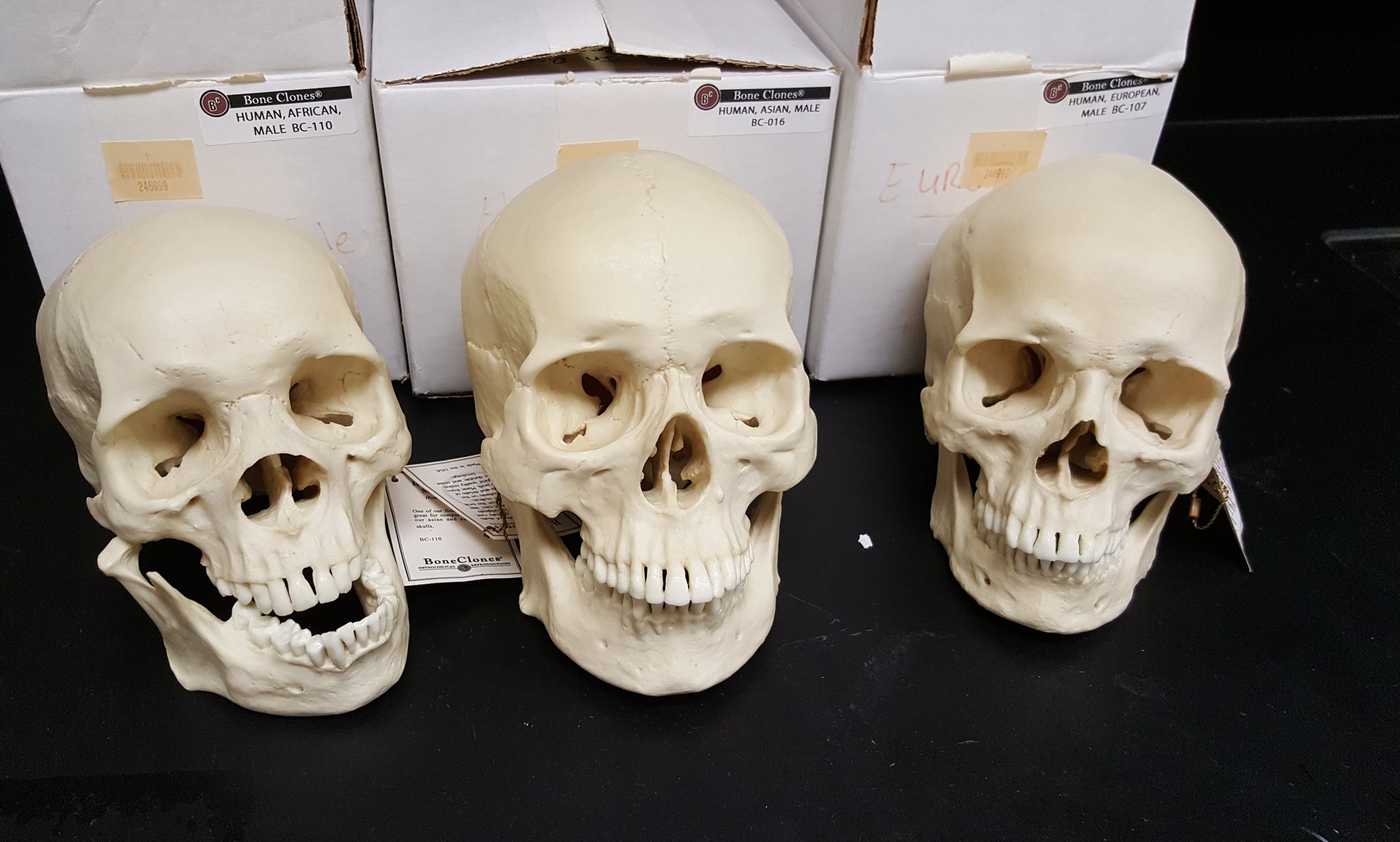 Gladys Bolding Ph D African Asian And Caucasian Skulls Beneath The Skin We All Look The Same Skull Race Ethnicity Cranialbones Anatomy T Co 3bzeeue8oz Twitter