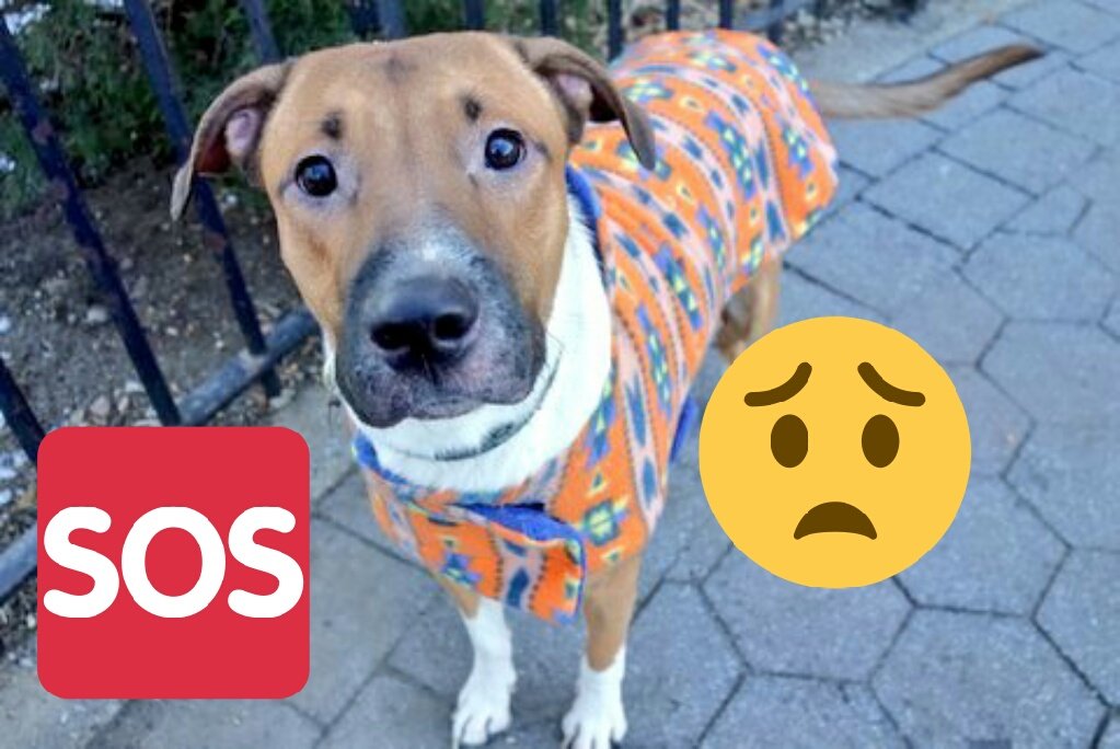 gaviota4pets's tweet photo. CUPID
https://t.co/gDrQS0IlZg
KILL LIST
1 Y OLD ENERGETIC BOY
PLAYFUL
FRIENDLY
DUMPED
HELPDOGS@URGENTPODR.ORG https://t.co/57r1ZyLXYK