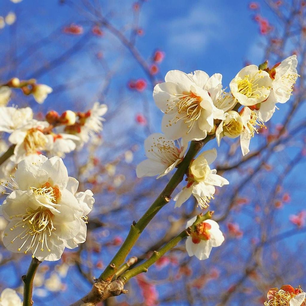 migle_LIFExART's tweet photo. 天気はイマイチですが、本日も一日がんばりましょう😌
#migle #春 #spring #梅 #plum #春一番 #スタッフ #一言 #staff #column https://t.co/pWBqyrAYnF https://t.co/NwPJWz2DlA