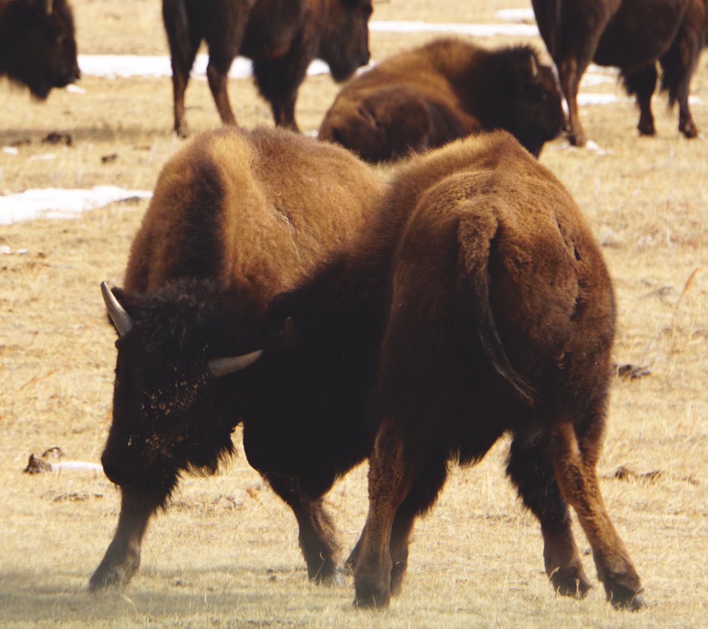 59NationalParks's tweet photo. @CusterStatePark Hiking and bison photography #DailyBisonUpdate #ParkChat A2 https://t.co/IlORDdm7a5