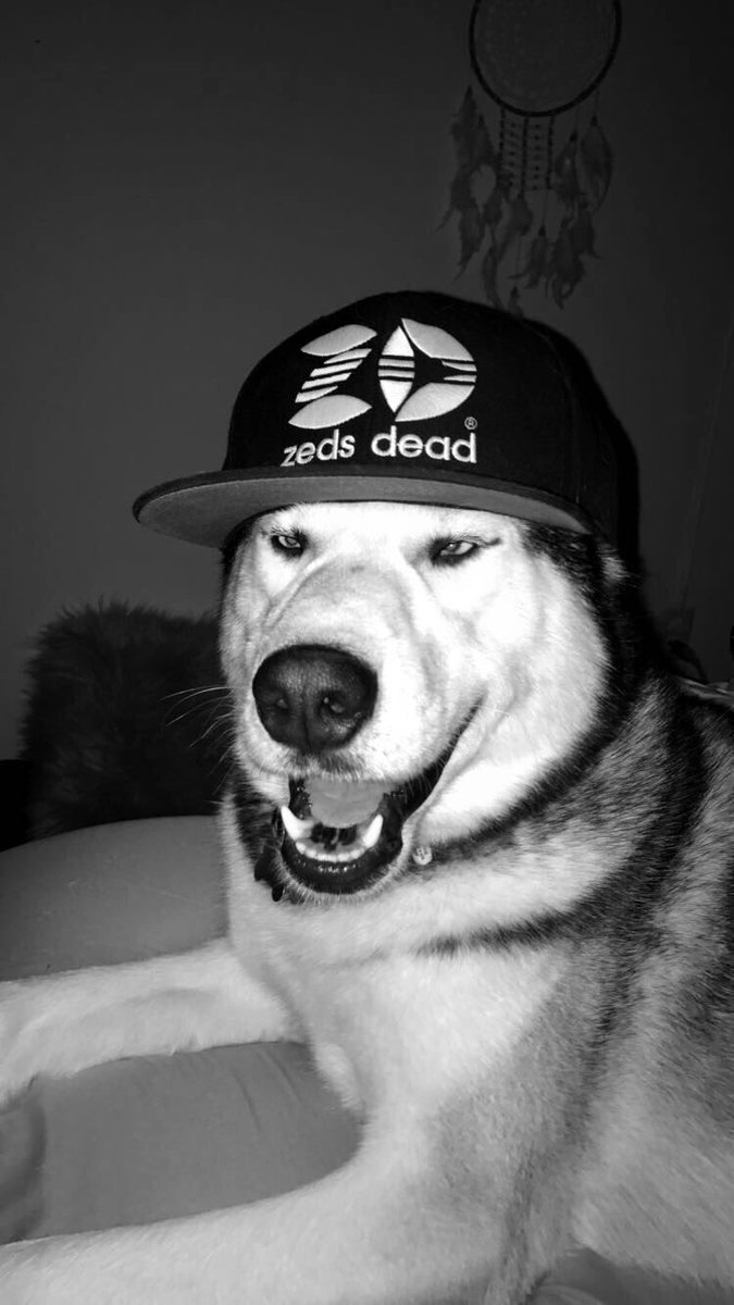 <a href="/zedsdead/">Zeds Dead</a> my dog stole my ZD hat #smh 🐶