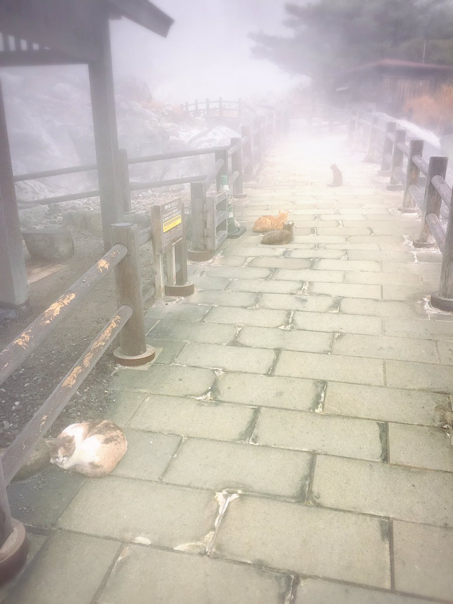 たくさんの猫が道でくつろぐ雲仙温泉 自撮り慣れした猫もいるもよう 天国がここに Togetter